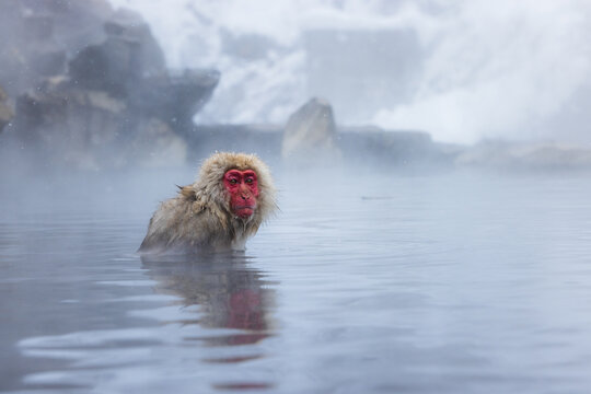 View of a snow monkey with a strikingly red face and wet fur emerges from the steamy, tranquil hot springs, Yamanochi, Nagano, Japan.