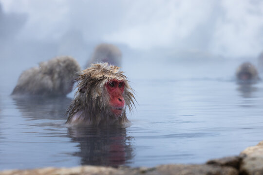 View of snow monkeys soaking in a steamy hot spring with their fur glistening against the cold water, Yamanochi, Nagano, Japan.