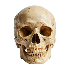 Obraz premium Human skull in front view is displayed against a plain white backdrop