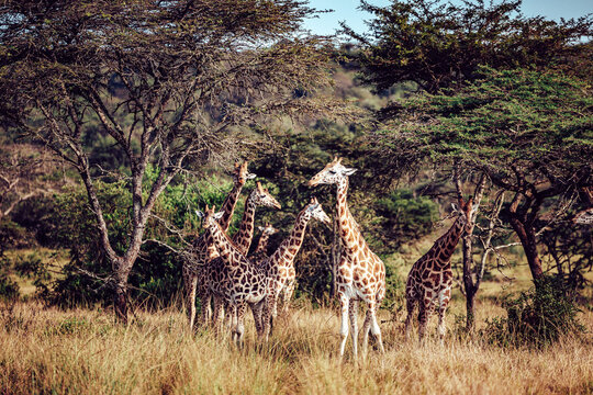 View of a tower of giraffes standing tall amidst the golden grasses and vibrant green trees, creating a mesmerizing scene of wildlife, Kampala, Central Region, Uganda.