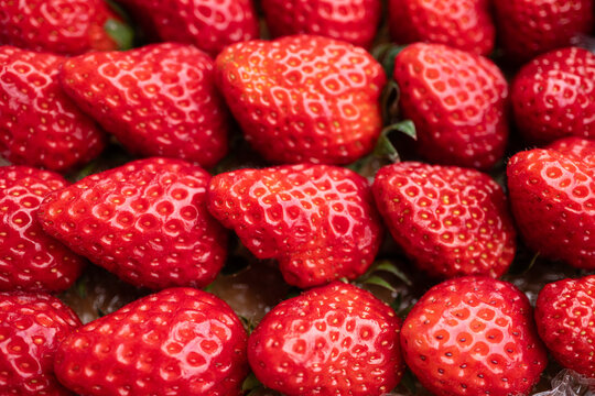 Premium Japanese Awayuki red strawberry pineberry arranged in packaging box with hand selecting fresh berries, ripe strawberry fruit , macro texture detail  for harvest distribution from organic farm