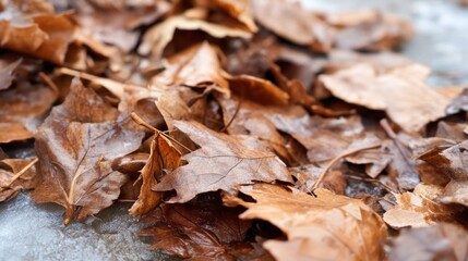 Fallen Brown Leaves Forming Unique Patterns on Icy Ground Surface