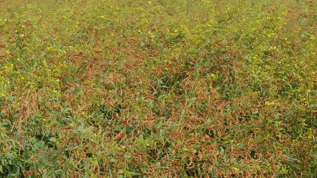 Closeup view of ripening pigeon pea seed pods on slender branches, showing mature brown pods, green leaves and subtle motion from wind across the field.