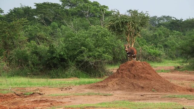 Topi antelope stands on a termite mound as a lookout in green savannah woodland. Alert safari wildlife behavior.