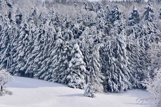 Winterwald 1