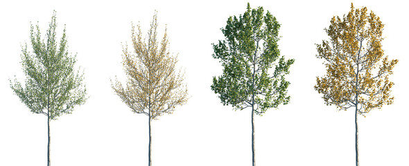 Set of autumn and summer American sycamore (Platanus occidentalis, American planetre, occidental plane) frontal street trees isolated png in sunny daylight on a transparent background perfectly cutout