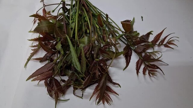Fresh green neem leaves and tender stems are placed on a blue surface.The leaves look slightly reddish and soft. Small buds are visible. This natural plant looks healthy and freshly picked from a tree