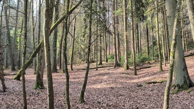 Wald, Eiche, Urwald, Natur, Bayern, Laubwald, Fr&uuml;hling