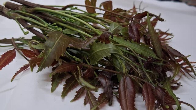 Fresh green neem leaves and tender stems are placed on a blue surface.The leaves look slightly reddish and soft. Small buds are visible. This natural plant looks healthy and freshly picked from a tree
