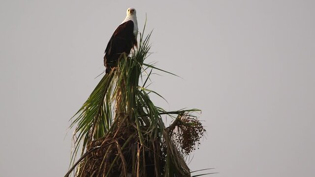 African fish eagle perched atop a palm tree against a pale sky, watching over wetlands. Iconic African raptor, wildlife safari scene, daylight close-up
