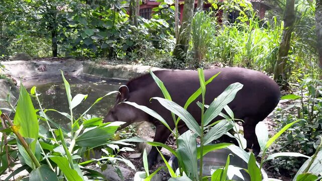 South American Tapir in the Lush Tropical Jungle of Bolivia