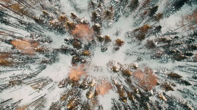 Drone shot corkscrew shot of beautiful pine trees in a cold, remote area.
