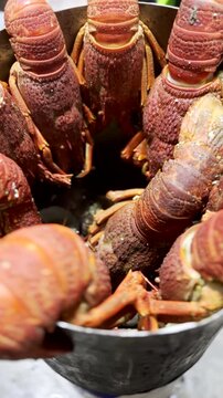 Closeup vertical of bright red Cape Rock Lobster (Jasus lalandi) after cooking