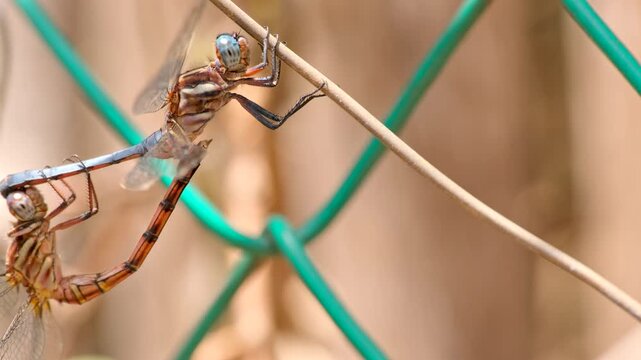 Mating two-striped skimmer dragonflies in typical wheel shape, telephoto