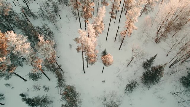 Snow-covered pine trees at sunrise in wintertime in remote area.