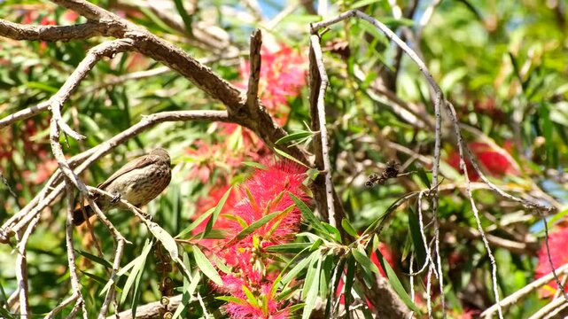 Female Amethyst sunbird feeding on bottlebrush nectar in tree canopy chased off