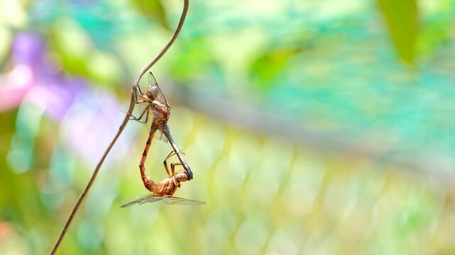 Telephoto view of copulation position of pair of two-striped skimmer dragonflies