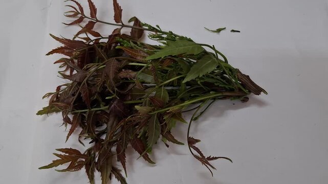 Fresh green neem leaves and tender stems are placed on a blue surface.The leaves look slightly reddish and soft. Small buds are visible. This natural plant looks healthy and freshly picked from a tree