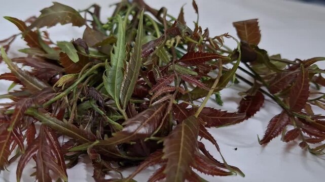 Fresh green neem leaves and tender stems are placed on a blue surface.The leaves look slightly reddish and soft. Small buds are visible. This natural plant looks healthy and freshly picked from a tree