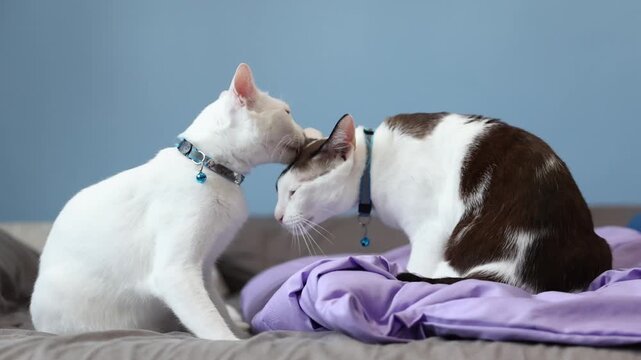 Two affectionate domestic cats grooming and head-butting on a soft bed with purple blankets, showing feline friendship and bonding.