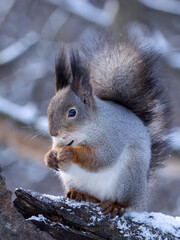 Obraz premium A squirrel sitting on tree branches in a winter forest