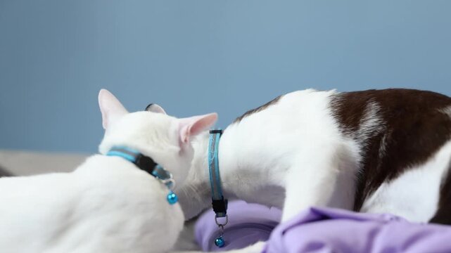 Two affectionate domestic cats grooming and head-butting on a soft bed with purple blankets, showing feline friendship and bonding.