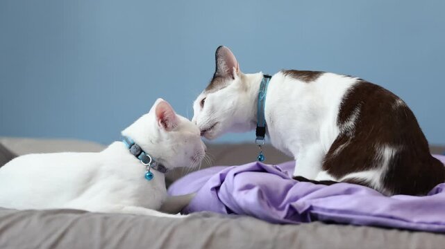 Two affectionate domestic cats grooming and head-butting on a soft bed with purple blankets, showing feline friendship and bonding.
