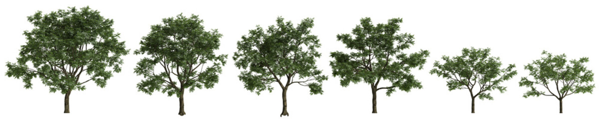 Fototapeta premium Multiple Juglans regia trees 3d illustration on transparent background