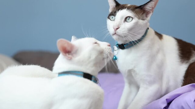 Two affectionate domestic cats grooming and head-butting on a soft bed with purple blankets, showing feline friendship and bonding.