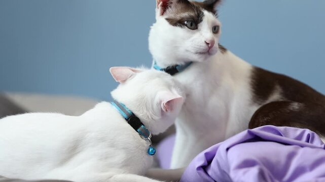 Two affectionate domestic cats grooming and head-butting on a soft bed with purple blankets, showing feline friendship and bonding.