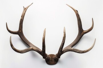 Deer antlers white background taxidermy wildlife.