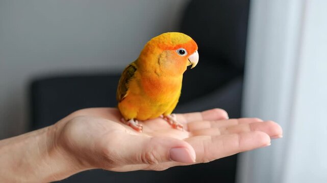 Small bright orange and yellow parrot perched on a human hand