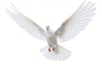 Fototapeta premium Photo of flying dove animal white bird.