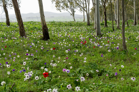 Vibrant Field of Multi-Colored Anemones in a Eucalyptus Grove