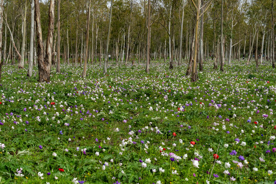 Wild anemones at their peak bloom in the Megiddo Sanctuary complex
