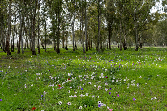 Vibrant Field of Multi-Colored Anemones in a Eucalyptus Grove
