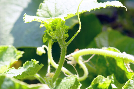Growing tip of a cucumber plant with a hairy curling shoot and delicate tendrils. Conveys plant vitality, botanical growth stages, and the intricate beauty of vegetable life in an active summer garden