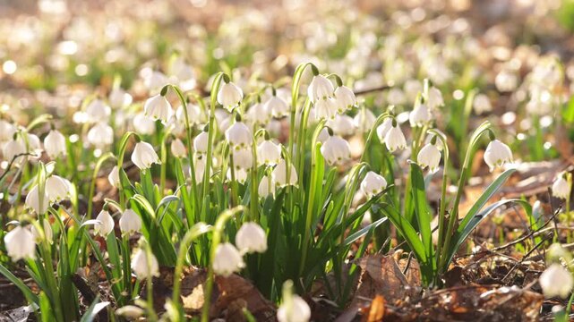 Spring flowers in the shining sunlight, Leucojum vernum, called spring snowflake