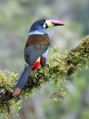 Fototapeta premium Gray-breasted mountain-toucan perched on mossy branch in cloud forest