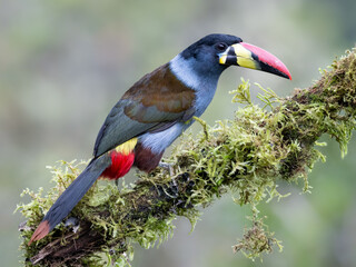 Naklejka premium Gray-breasted mountain-toucan perched on mossy branch in cloud forest