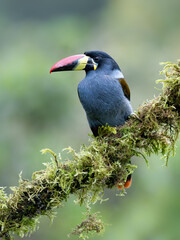 Naklejka premium Gray-breasted mountain-toucan perched on mossy branch in cloud forest