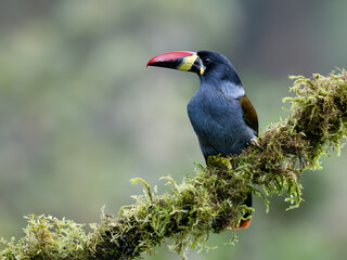 Fototapeta premium Gray-breasted mountain-toucan perched on mossy branch in cloud forest