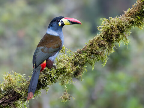 Gray-breasted mountain-toucan perched on mossy branch in cloud forest