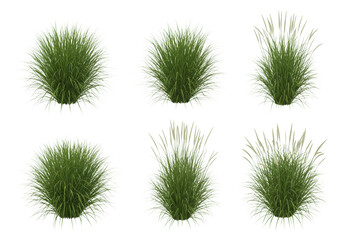 Highly detailed, ultra-realistic clumps of vibrant green ornamental grass and feathery seed heads, isolated on a transparent background with no shadows. Commercial design concept.