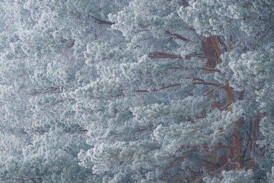 View of a dense forest canopy dusted with a layer of pristine white snow, creating a serene winter landscape, Wyszkow, Masovian Voivodeship, Poland.