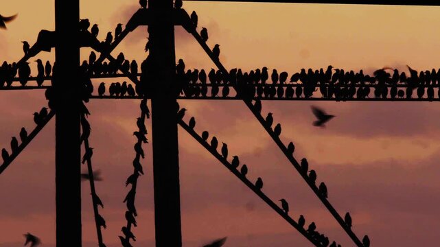 Starlings perched and flying underneath Aberystwyth Pier against a sunset. Silhouette 1 4K
