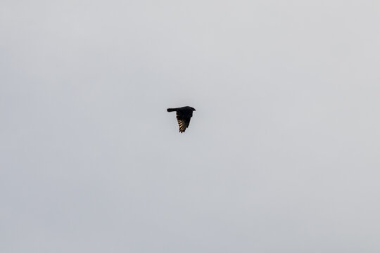 birds in flight