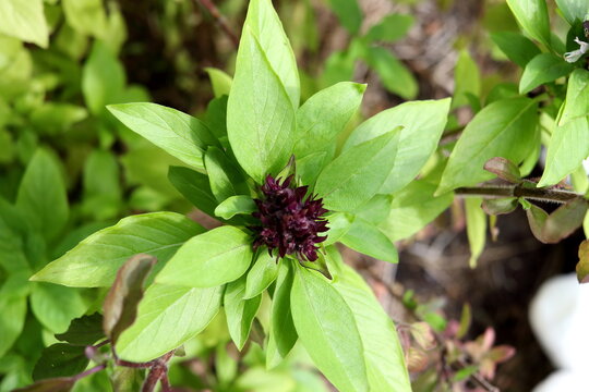 Close up top tree of Ocimum basilicum or Thai basil or Sweet basil blooming in Thailand.