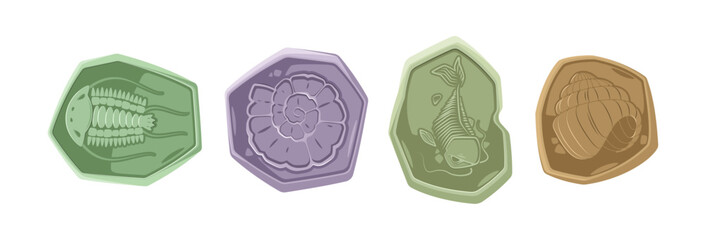 Conch or sea shell fossils, prehistoric marine animals skeletons set. Vector cartoon underwater creature and dwellers of Jurassic era. Shellfish or mollusk, ancient maritime wildlife © Sensvector