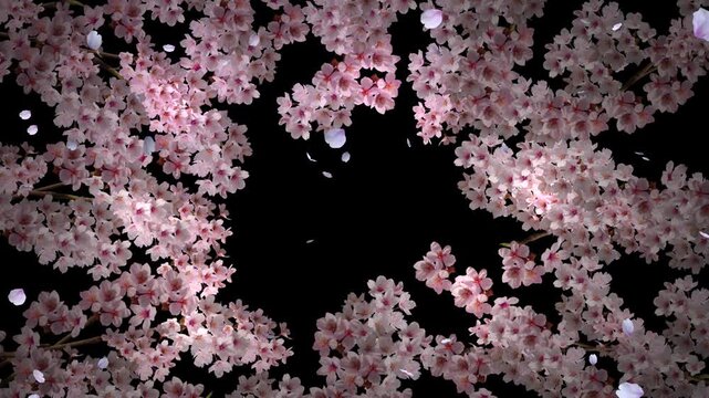 枝先から溢れ出す満開の桜と自由な風に誘われて空を舞う一片の花弁
背景透過映像素材